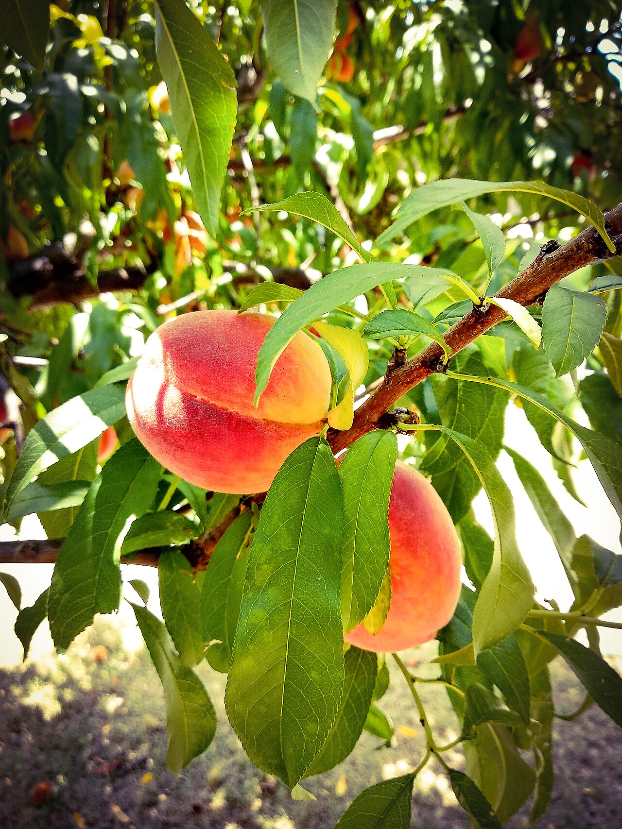 ripe peach fruits. Original file: [Ripe peach.jpg](https://commons.wikimedia.org/wiki/File%3ARipe_peach.jpg). Creator: Prianxi. License: CC BY-SA 4.0 (https://creativecommons.org/licenses/by-sa/4.0). Attribution: Prianxi. Downloaded from the verified Commons file page; unaltered image. Checked 2026-10-25.