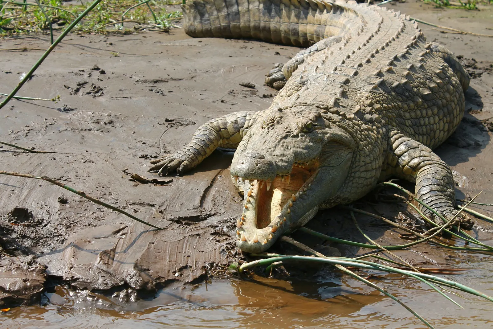 A Nile crocodile resting on a muddy riverbank.