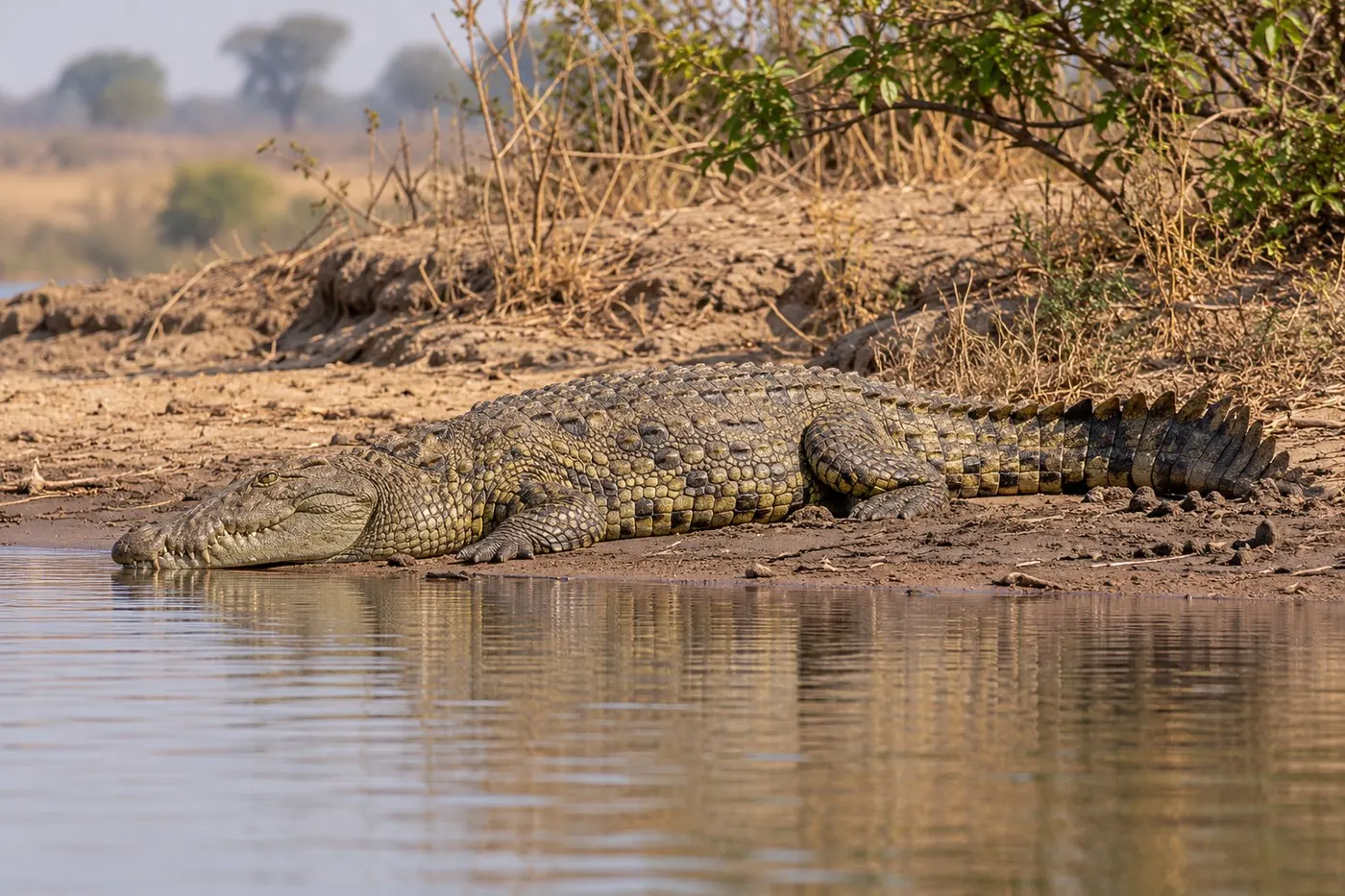 A crocodile resting at the water's edge in a dry-season river setting.