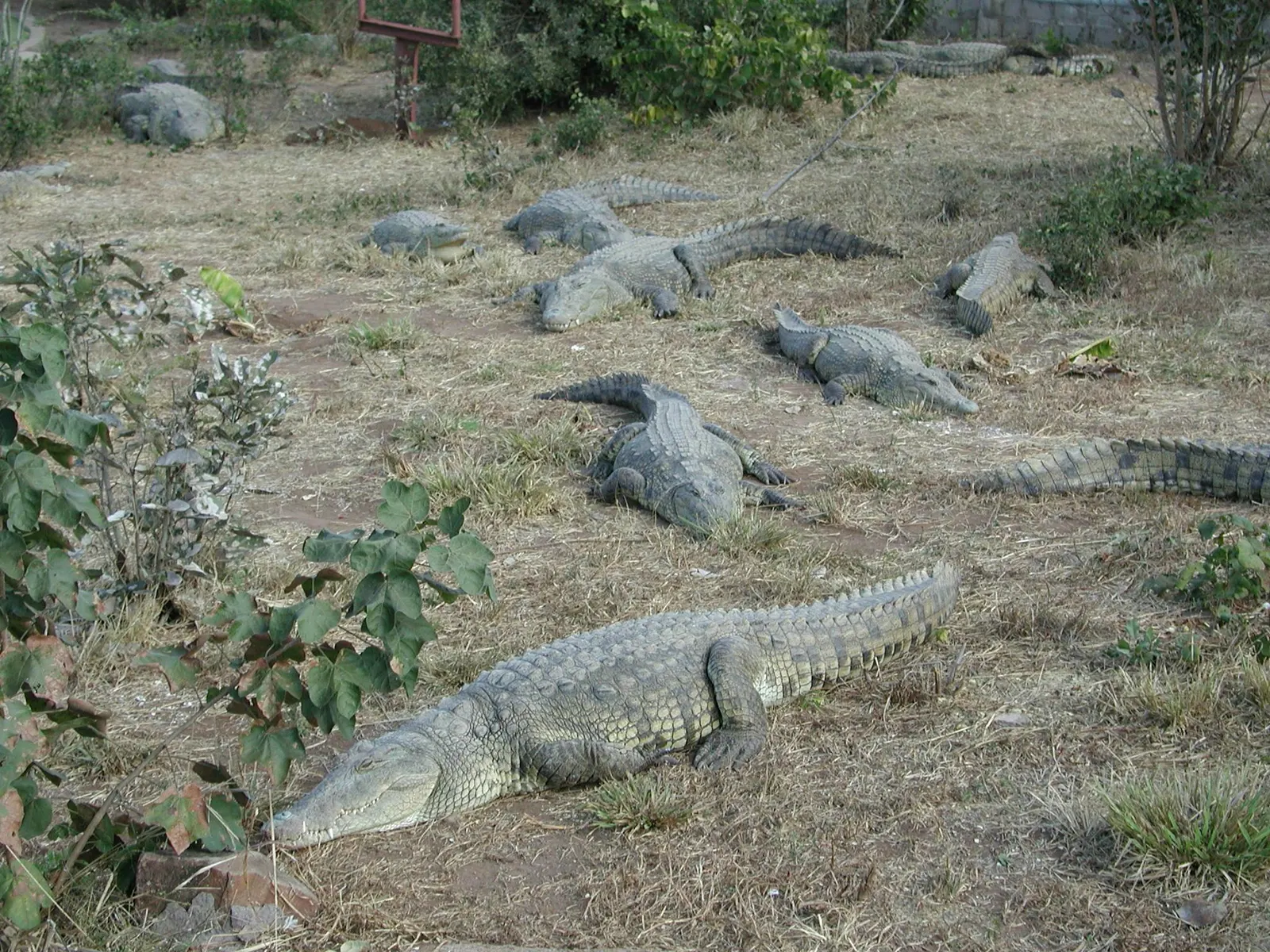Several Nile crocodiles resting on dry ground.
