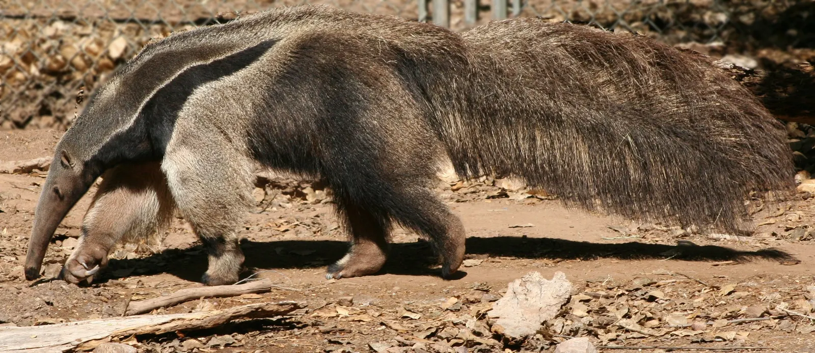 Giant anteater walking at Phoenix Zoo; no feeding is shown.