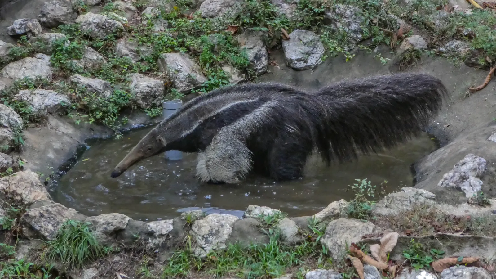 Giant anteater photographed in its habitat; no feeding is shown.