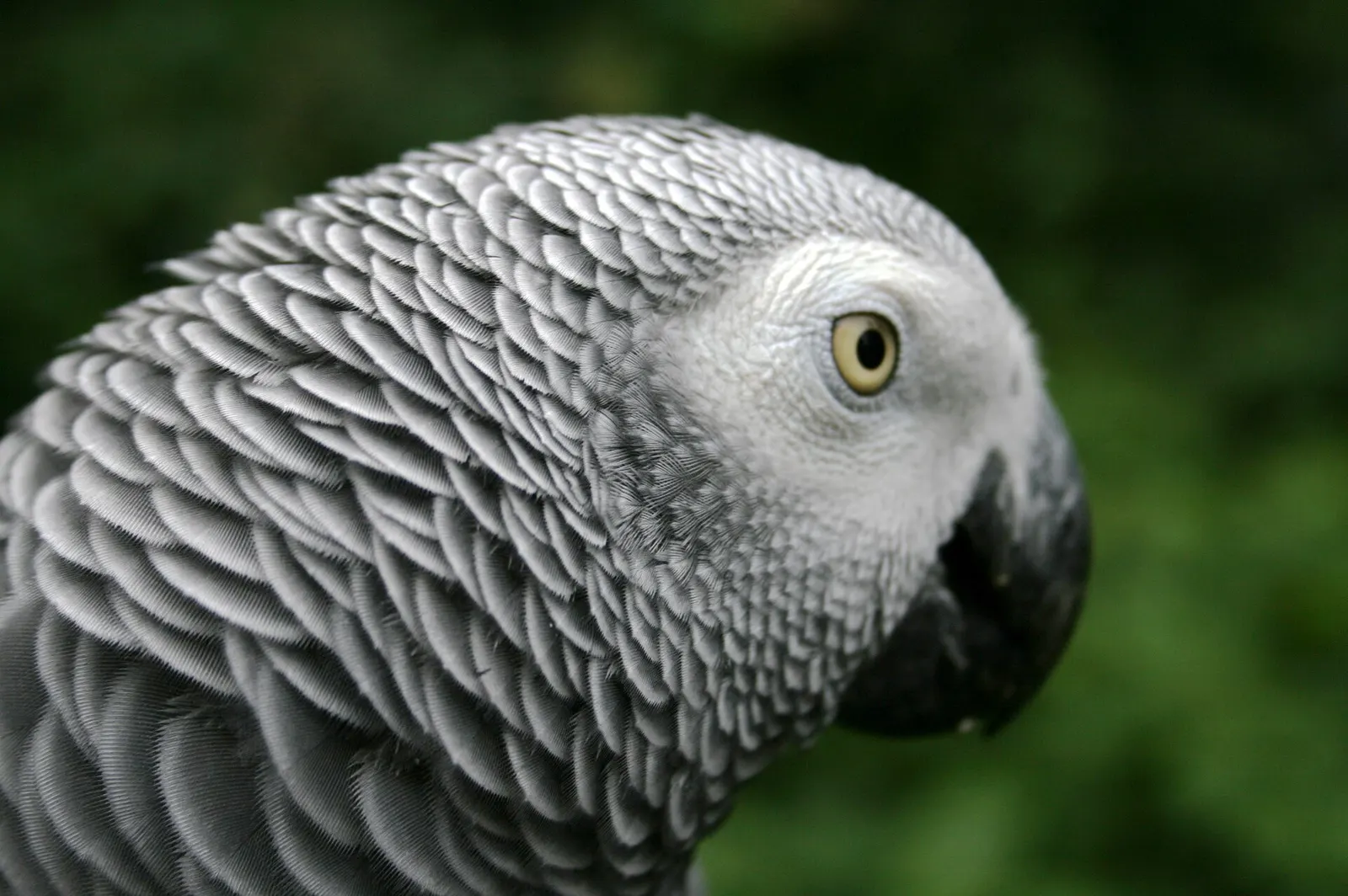 contextual photograph of an African grey parrot (Psittacus erithacus), not Smudge and not a record attempt. Original page: https://commons.wikimedia.org/wiki/File:African_Grey_Parrot.jpg. Creator T3rminatr. CC BY-SA 3.0 (https://creativecommons.org/licenses/by-sa/3.0/). Attribution: T3rminatr, “African Grey Parrot,” CC BY-SA 3.0, via Wikimedia Commons.