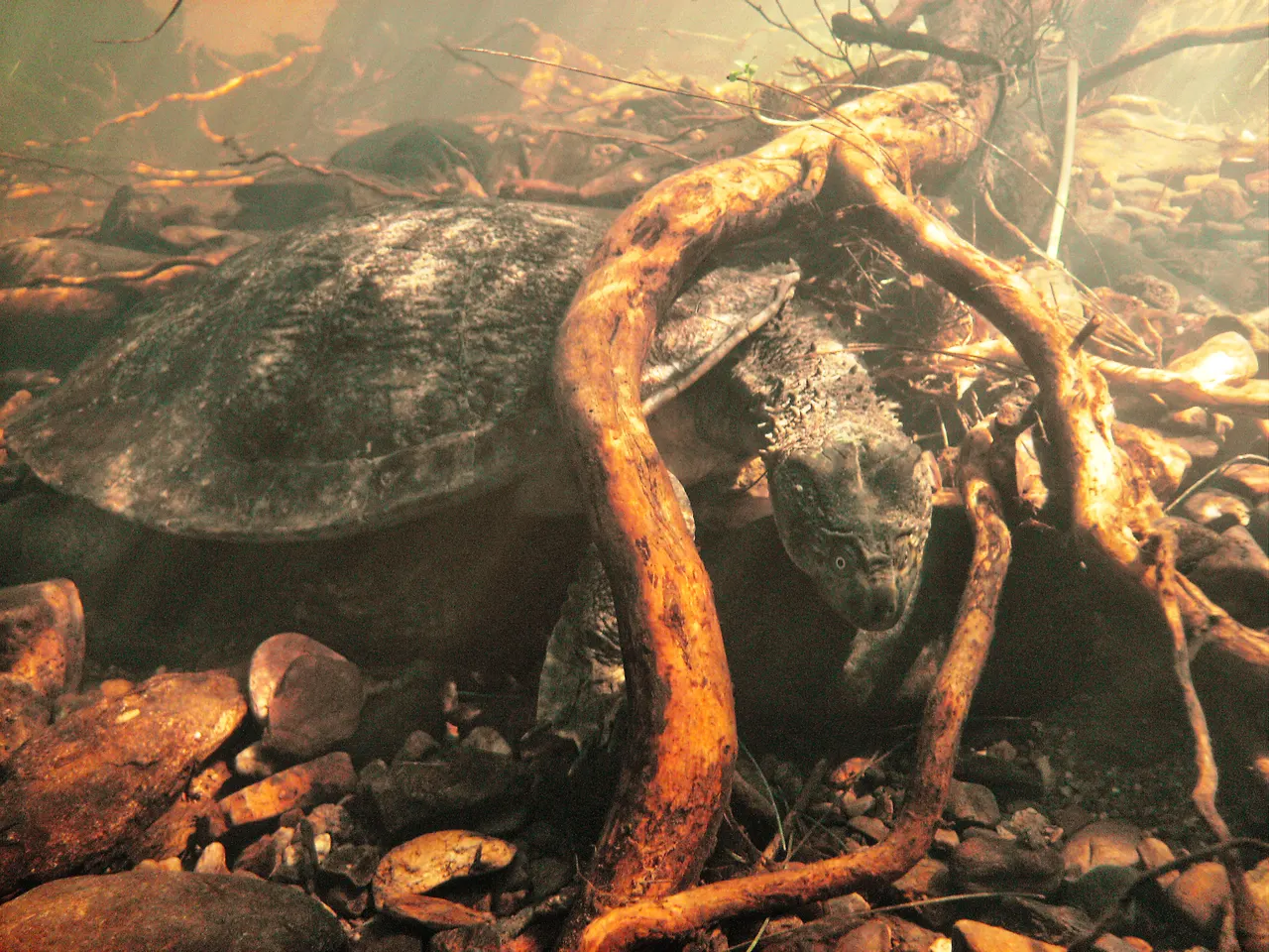 Fitzroy River turtle underwater in its river habitat.