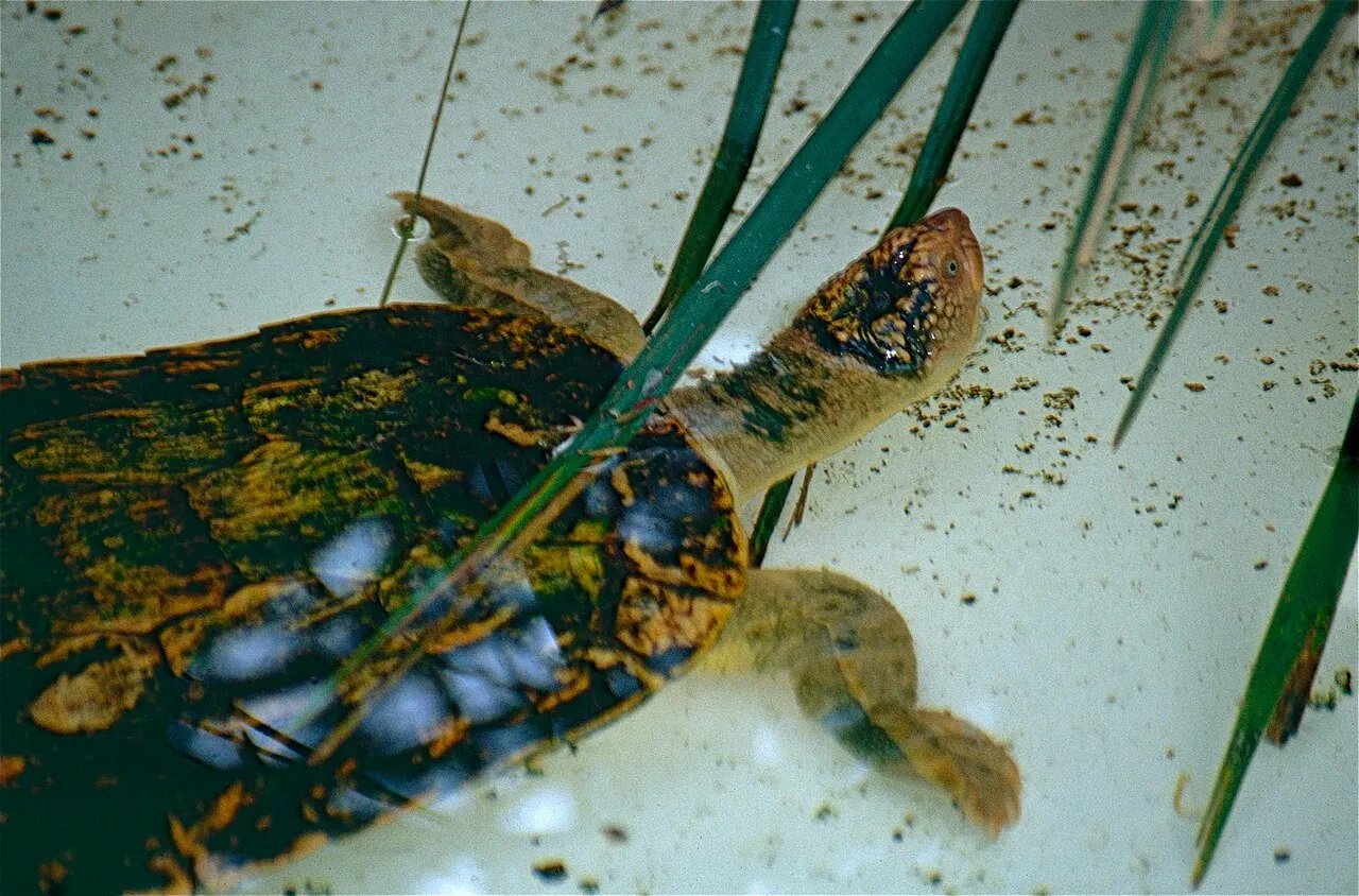 Fitzroy River turtle in an aquarium.