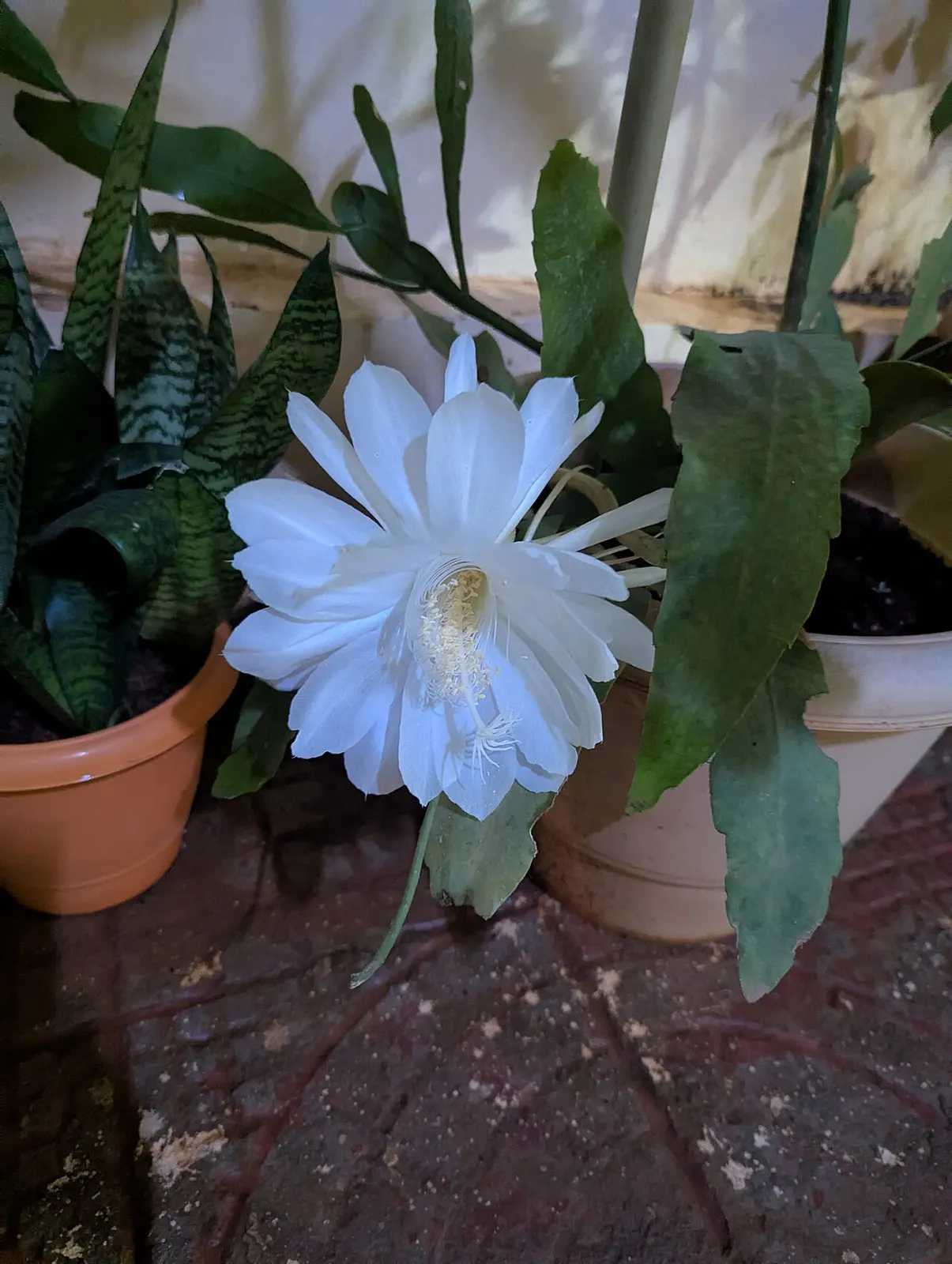 Культивований Epiphyllum oxypetalum у Гайдарабаді; окремий екземпляр, не зразок біохімічного дослідження / Cultivated Epiphyllum oxypetalum in Hyderabad; a separate specimen, not a sample from the biochemical study. Credit: Rajasekhar1961; CC0. http://creativecommons.org/publicdomain/zero/1.0/deed.en Source: https://commons.wikimedia.org/?curid=173566140