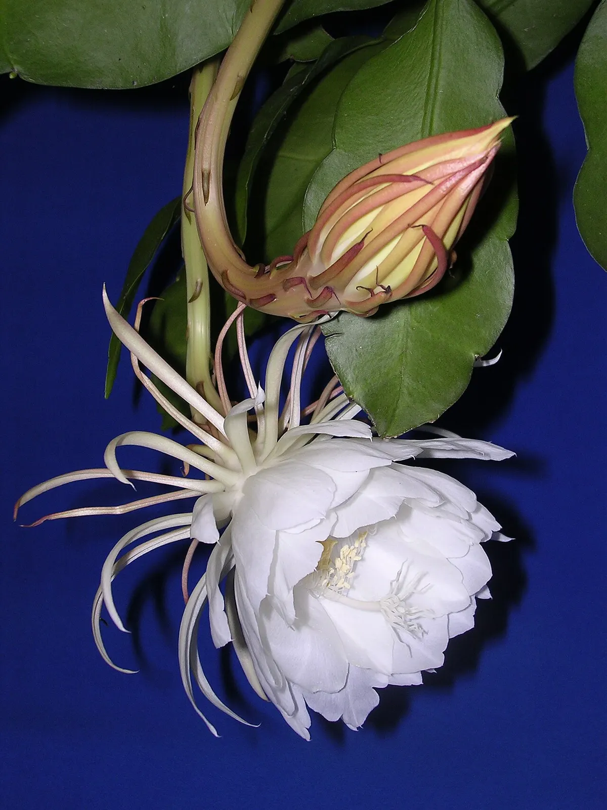 Документальне зображення квітки Epiphyllum oxypetalum; саме фото не вимірює силу запаху / Documentary image of an Epiphyllum oxypetalum flower; the image does not measure scent intensity. Credit: Author unknown; CC BY-SA 3.0. http://creativecommons.org/licenses/by-sa/3.0/ Source: https://commons.wikimedia.org/?curid=2254105