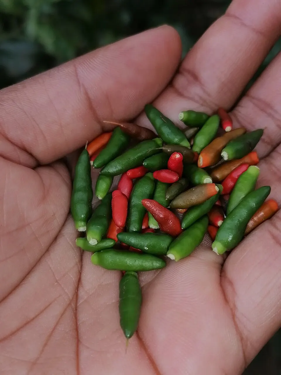 Плоди гострого перцю як предметне фото; не дослід вибору плодів птахами / Chili fruits as a subject photograph; not the bird fruit-choice experiment. Credit: Ariarymadachoix; CC BY-SA 4.0. https://creativecommons.org/licenses/by-sa/4.0 Source: https://commons.wikimedia.org/?curid=147365077